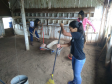 Estudantes limpando e arrumando o galinheiro