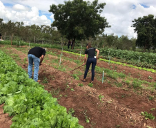 Estudantes capinando uma horta