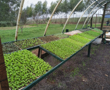 Foto de estufa com mudas de plantas