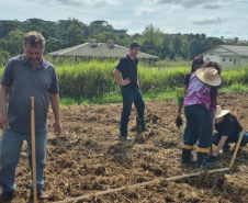 Foto do Plantio de Pinus elliottii