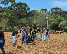 Foto do Plantio de Pinus elliottii