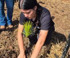 Foto de estudante realizando o Plantio de Pinus elliottii