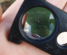 Foto de uma lupa sendo usada