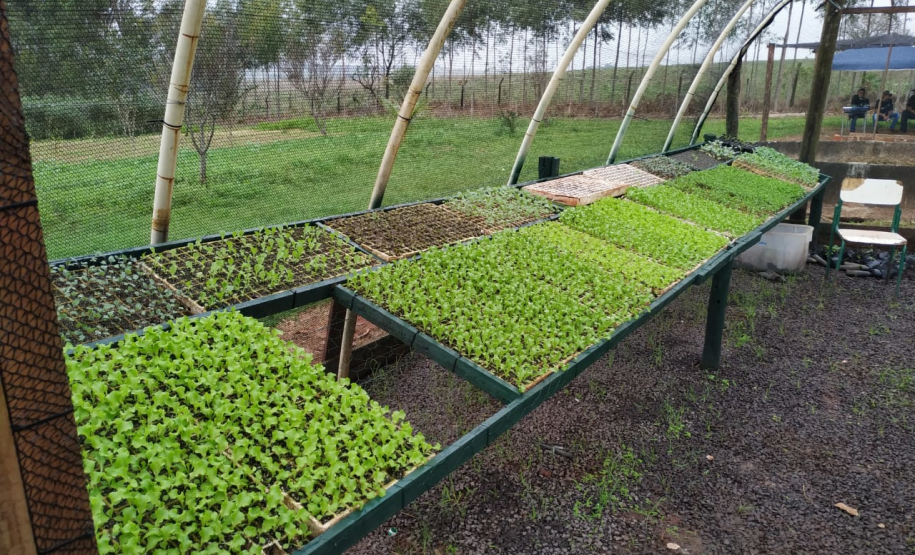 Foto de estufa com mudas de plantas