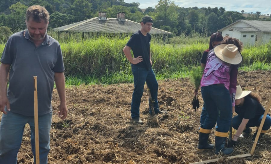 Foto do Plantio de Pinus elliottii