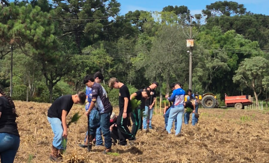 Foto do Plantio de Pinus elliottii