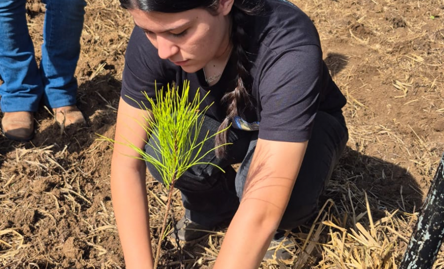 Foto de estudante realizando o Plantio de Pinus elliottii