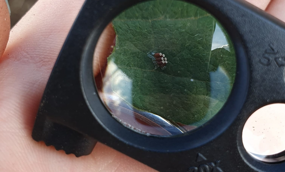 Foto de uma lupa sendo usada